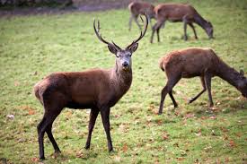 A group  of moose